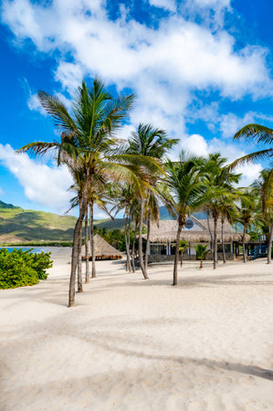Beach with palm trees and a clear blue sky. The palm trees are on the left and right side of the beachの写真素材