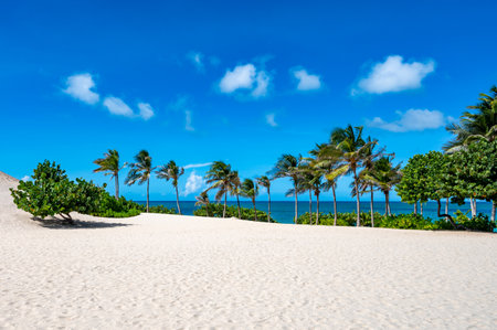Beach with palm trees and a clear blue sky. The palm trees are on the left and right side of the beachの写真素材