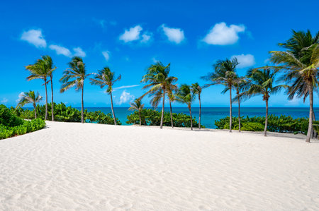 Beach with palm trees and a clear blue sky. The palm trees are on the left and right side of the beachの写真素材