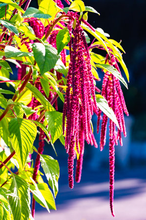 Bush with purple flowers. The flowers are in clusters. The bush is green Amaranthus caudatusの写真素材