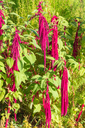Bush with purple flowers. The flowers are in clusters. The bush is green Amaranthus caudatusの写真素材