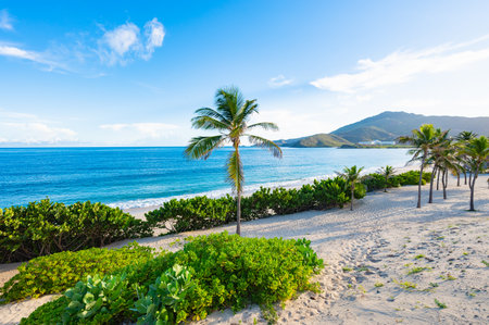 Tropical beach with palm trees and a distant lighthouse, capturing the serene seascape. Sandy dunes lead to the blue ocean under a clear sky, offering a tranquil coastal scene.の写真素材
