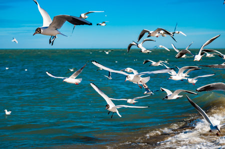 Seagulls soar gracefully above the Caspian Sea at Makhachkala, captured in mid-flight against the vibrant blue waves. The image exudes a sense of freedom and coastal beauty.の写真素材