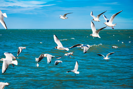 Seagulls soar gracefully above the Caspian Sea at Makhachkala, captured in mid-flight against the vibrant blue waves. The image exudes a sense of freedom and coastal beauty.の写真素材