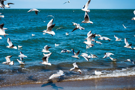 Seagulls soar gracefully above the Caspian Sea at Makhachkala, captured in mid-flight against the...