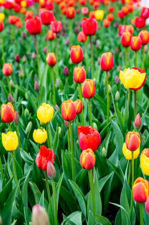 Colorful red and yellow tulips in full bloom create a lively display in a lush garden setting, showing nature's beauty. These tulips stand tall with vivid petals, embodying the essence of spring.の写真素材
