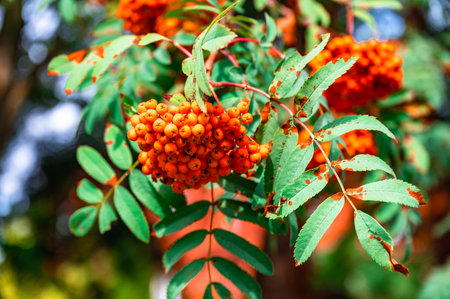 Rowan berry clusters hang from branches with vibrant orange against a blurred natural background. The leaves add a touch of greenery, enhancing the rich color of the berries.の写真素材