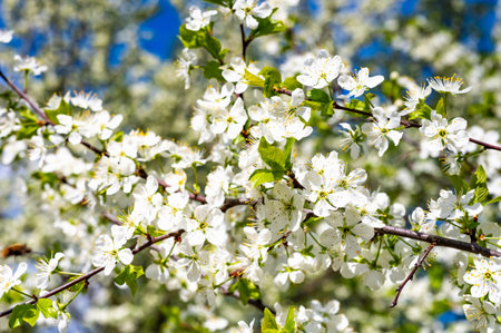 Cherry blossom branches covered with delicate white flowers and vibrant green leaves under a clear blue sky. Captures the essence of spring and natural beauty in full bloom.の写真素材