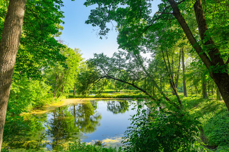 Tranquil pond in a park surrounded by lush green trees reflecting in the water. The calm setting is perfect for relaxation and appreciating nature's beauty, offering a peaceful retreat.の写真素材