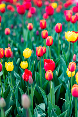 Colorful red and yellow tulips in full bloom create a lively display in a lush garden setting, showing nature's beauty. These tulips stand tall with vivid petals, embodying the essence of spring.の写真素材