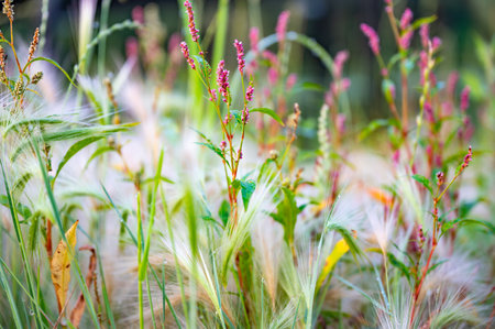 Close-up view of a wild meadow featuring grass and barley with vibrant flowering plants. The mix of textures and colors creates a lively natural scene emphasizing growth and life.の写真素材
