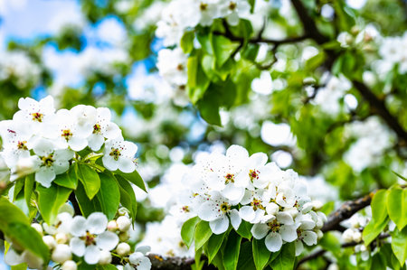 Cherry blossom branches covered with delicate white flowers and vibrant green leaves under a clear blue sky. Captures the essence of spring and natural beauty in full bloom.の写真素材