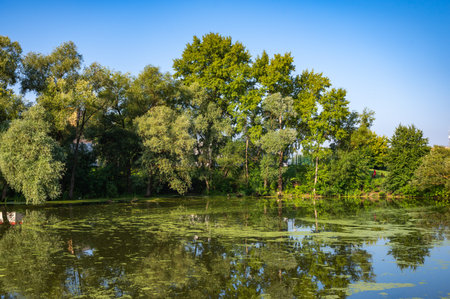 Tranquil pond in a park surrounded by lush green trees reflecting in the water. The calm setting is perfect for relaxation and appreciating nature's beauty, offering a peaceful retreat.の写真素材