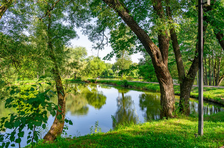 Tranquil pond in a park surrounded by lush green trees reflecting in the water. The calm setting is perfect for relaxation and appreciating nature's beauty, offering a peaceful retreat.の写真素材