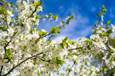 Cherry blossom branches covered with delicate white flowers and vibrant green leaves under a clear blue sky. Captures the essence of spring and natural beauty in full bloom.の写真素材