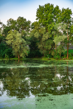 Tranquil pond in a park surrounded by lush green trees reflecting in the water. The calm setting is perfect for relaxation and appreciating nature's beauty, offering a peaceful retreat.の写真素材