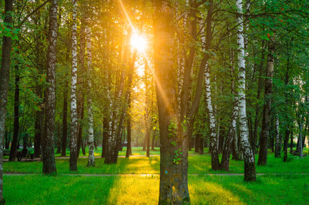Sunlight filters through the dense canopy of trees in a peaceful park at sunrise. Vivid green foliage and gentle morning light create a serene and tranquil atmosphere.の写真素材