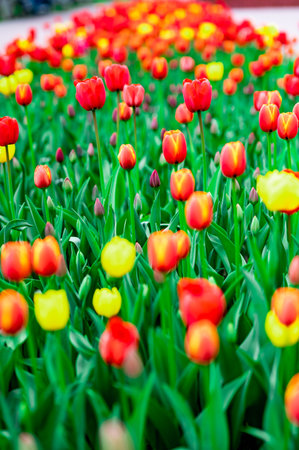 Colorful red and yellow tulips in full bloom create a lively display in a lush garden setting, showing nature's beauty. These tulips stand tall with vivid petals, embodying the essence of spring.の写真素材