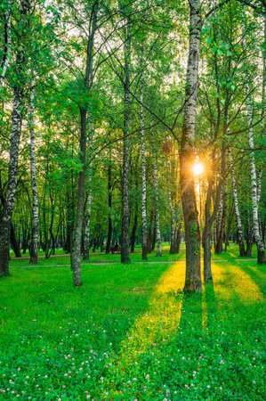 Sunlight filters through the dense canopy of trees in a peaceful park at sunrise. Vivid green foliage and gentle morning light create a serene and tranquil atmosphere.の写真素材