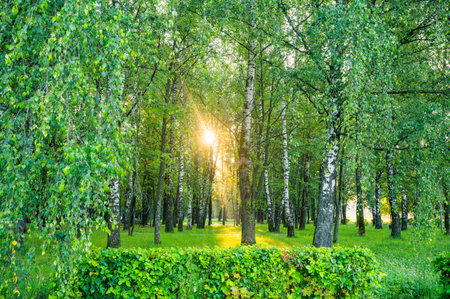 Sunlight filters through the dense canopy of trees in a peaceful park at sunrise. Vivid green foliage and gentle morning light create a serene and tranquil atmosphere.の写真素材