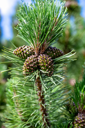 Close-up image of vibrant green pine cones surrounded by lush needles on a pine tree. Capturing the natural growth and intricate details of the cones and foliage.の写真素材
