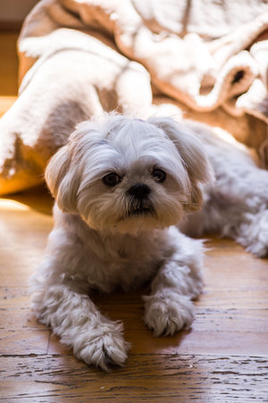 Cute Maltese dog lying on the wooden floor at home.