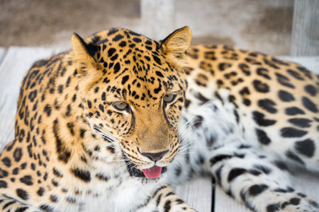 Leopard in zoo, Thailand. (Panthera pardus)の写真素材