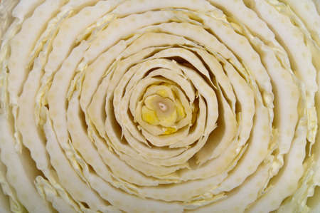 Circular cross section of a chinese cabbageの写真素材