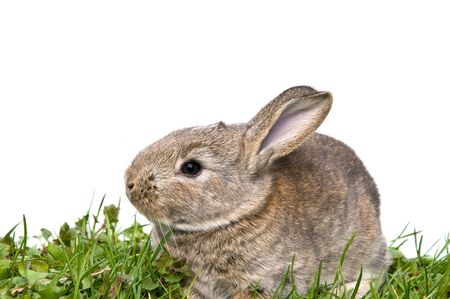 Bunny sitting in grass isolated on whiteの写真素材