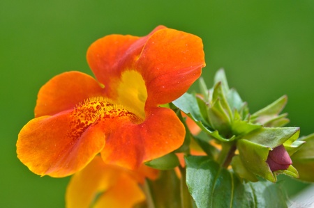 Monkey flower and a bud isolated on whiteの写真素材