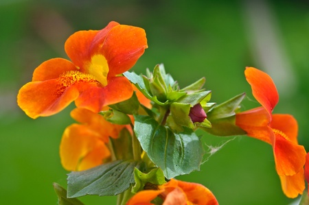 Bunch of orange monkey flowers with a budの写真素材
