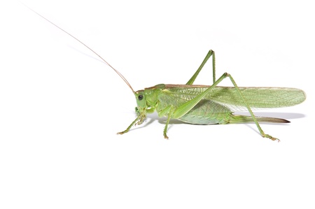 Grasshopper side view isolated on whiteの写真素材