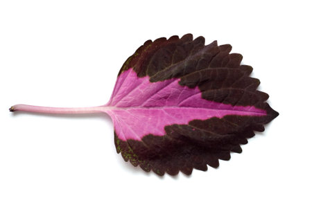 Coleus leaf isolated on white