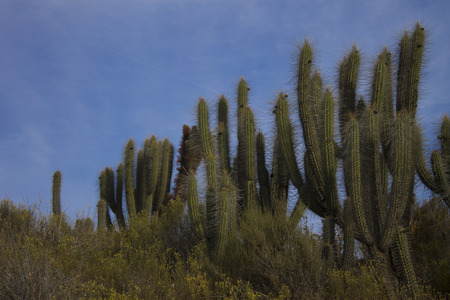 Cactusの写真素材
