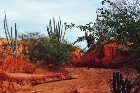 The exotic plants growing in the Tatacoa Desert, Colombia under the cloudy skyの写真素材