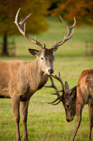 autumn fall with deer seasonの写真素材