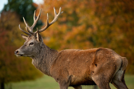 autumn fall with deer seasonの写真素材