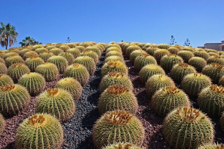 Rows of cactus in gardenの写真素材