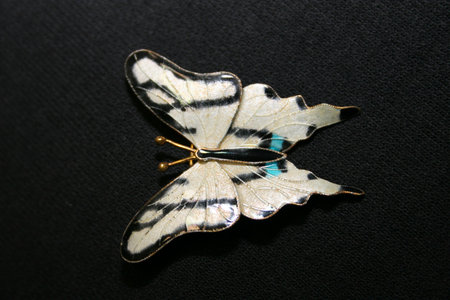 Butterfly pin on blackの写真素材