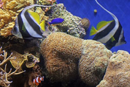 Fish in aquariumの写真素材
