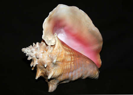 Seashell against black backgroundの写真素材