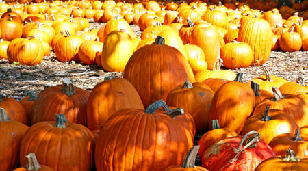 Pumpkins for sale at church in autumn