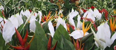 Silk Flower display in a retail outletの写真素材