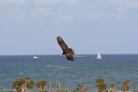 Turkey Vulture soaring over an inland waterwayの写真素材