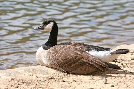 A canadian goose standing on the shore of a lakeの写真素材