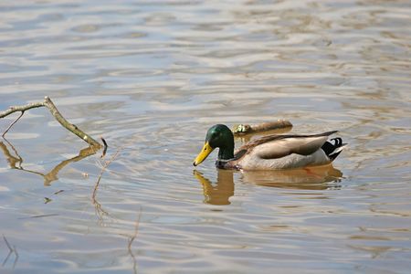 A mallard duck with bright green head in the lakeの写真素材