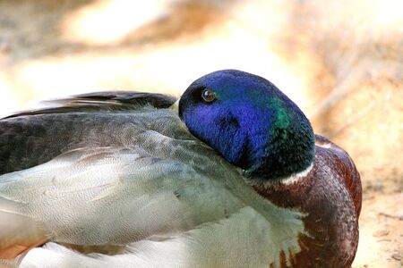 Bright blue head of a mallard duck in resting positionの写真素材