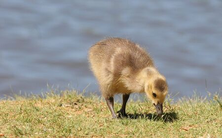 A  goose eating on the edge of a lakeの写真素材