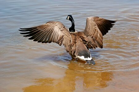 A canadian goose landing in a lakeの写真素材