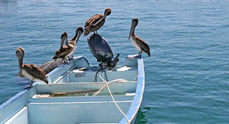 Four pelicans roosting on the stern of a fishing boatの写真素材